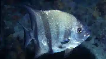 Atlantic Spadefish